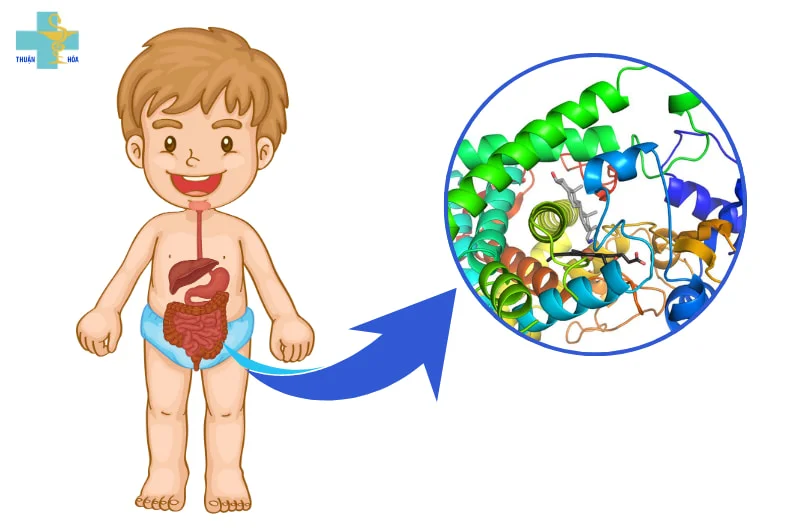 vai trò men tiêu hóa với trẻ biếng ăn